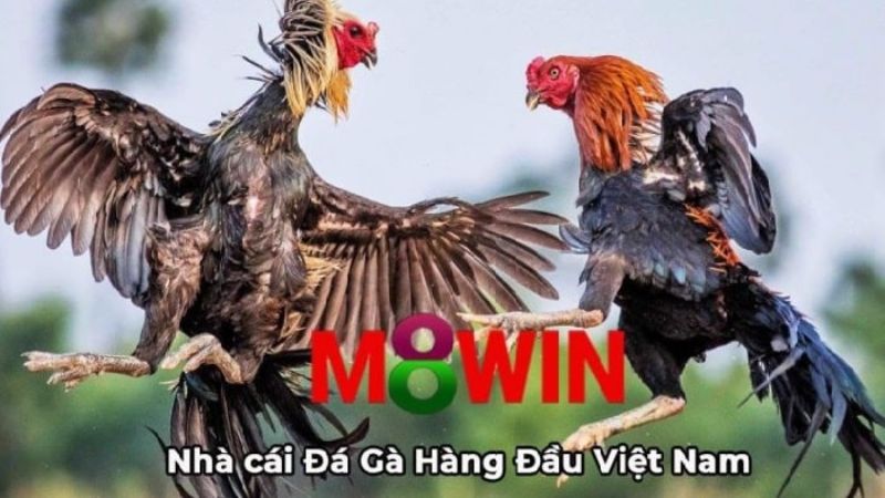 Đá gà trực tuyến là bộ môn ăn khách nhất tại M8WIN