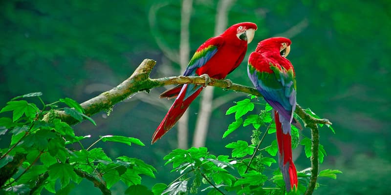 Chiêm bao thấy chim nhiều màu sắc điềm báo may mắn đến với bạn