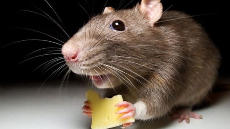 Ngủ mơ thấy chuột đang ăn là một báo hiệu điều tốt lành