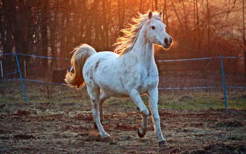 Mơ thấy ngựa trắng nên đánh số mấy?