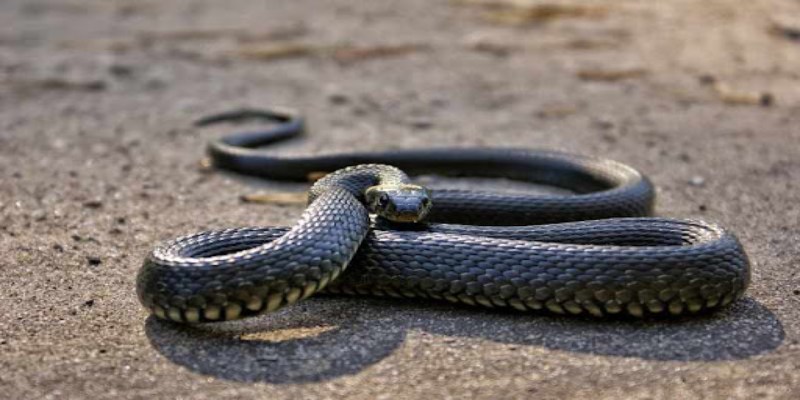 Mơ thấy con rắn đen là điềm báo may mắn hay xui rủi